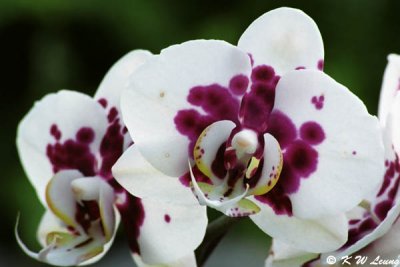 Orchid 20