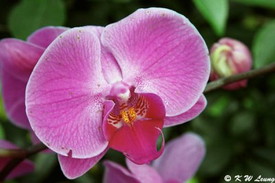 Orchid 23