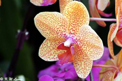 Orchid 21