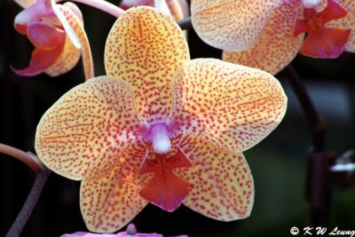 Orchid 22