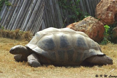 Aldabra Tortoise