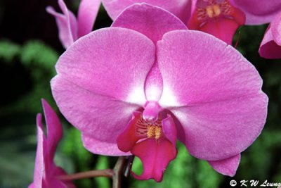 Orchid 25