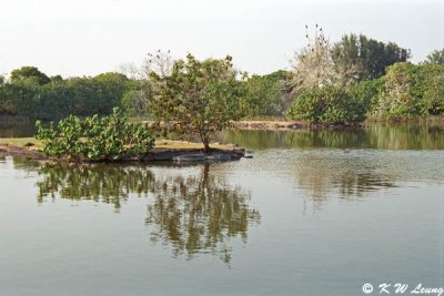 Maipo Marshland 03