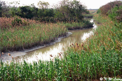 Maipo Marshland 05