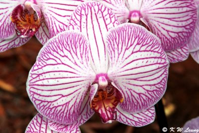 Orchid 27