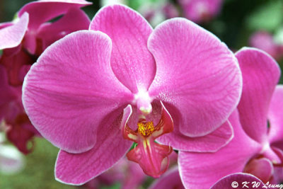 Orchid 28