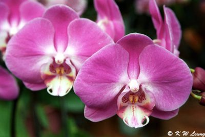 Orchid 30