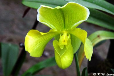 Orchid 31