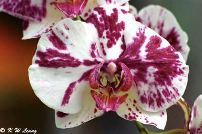 Orchid 33