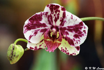 Orchid 34