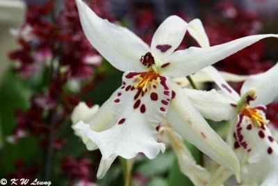 Orchid 29