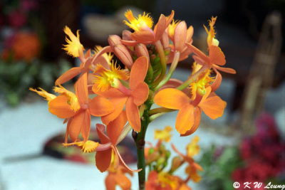 Orchid 36