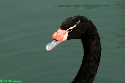 Black-necked Swan DSC_0120