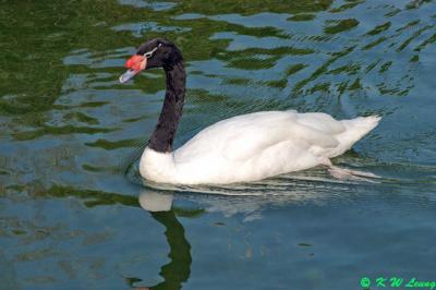 Black-necked Swan DSC_0201