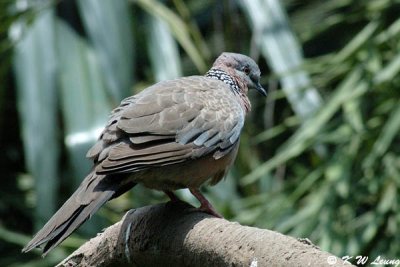 Spotted Dove 01