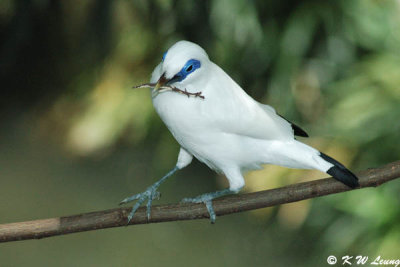 Bali Myna (長冠八哥)