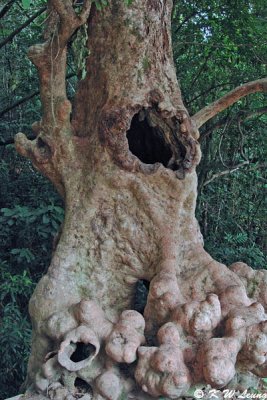 The hollow tree DSC_1206