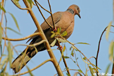 Spotted Dove 02