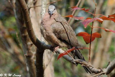 Spotted Dove 04