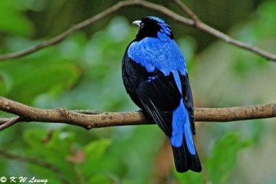 Asian Fairy Bluebird DSC_1697