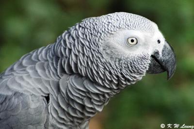 African Grey Parrot DSC_1855