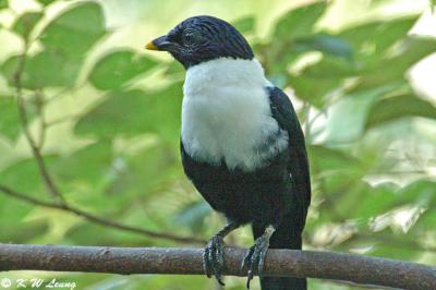 Celebes Magpie 03