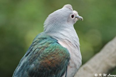 Green Imperial Pigeon 03