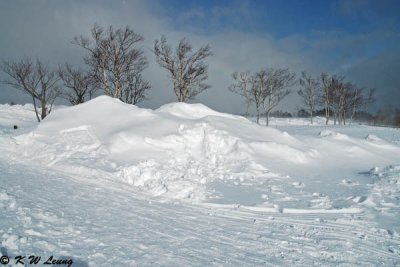 Snow Scene DSC_1916