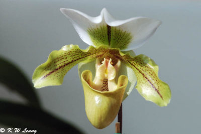 Orchid DSC_2262