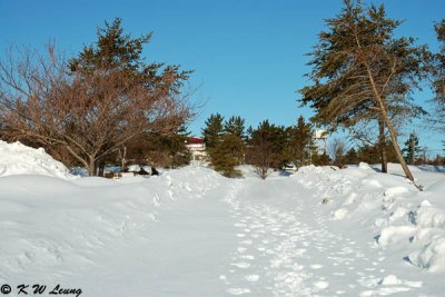 Snow Scene DSC_1952