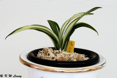 Orchid DSC_2242