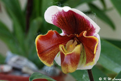 Orchid SC_2254