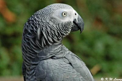 African Grey Parrot DSC_1869