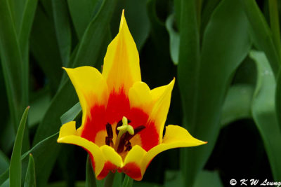Tulip DSC_2815