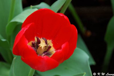 Tulip DSC_2829