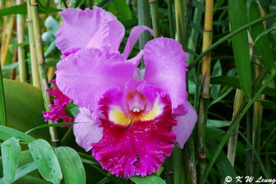 Orchid DSC_2798