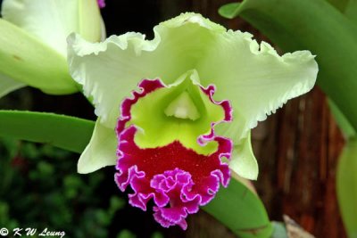 Orchid DSC_2805