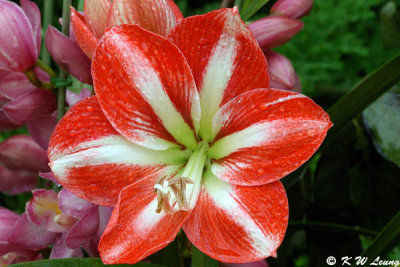 Barbados Lily DSC_2812