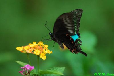 Papilio paris DSC_3238