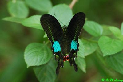 Papilio paris DSC_3332