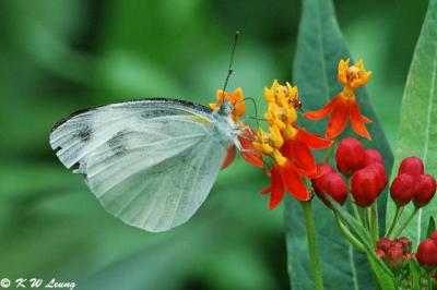 Pieris canidia (東方菜粉蝶)