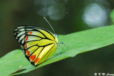 Delias hyparete (優越斑粉蝶)