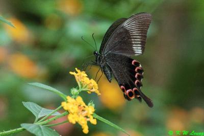Papilio paris DSC_3291