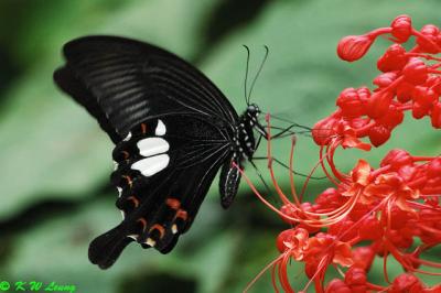 Papilio helenus (玉斑鳳蝶)