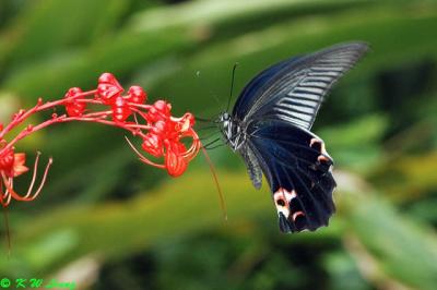 Papilio protenor DSC_4657