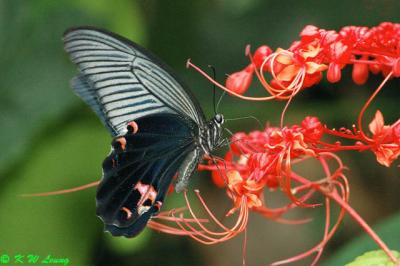 Papilio protenor DSC_4679