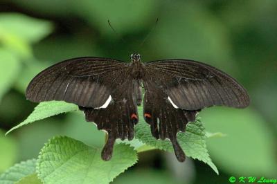 Papilio helenus DSC_4715