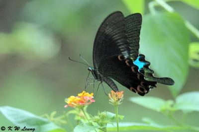 Papilio paris DSC_5177