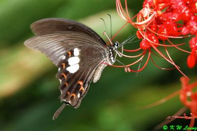 Papilio helenus DSC_5110