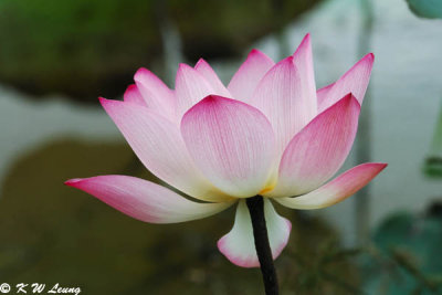 Lotus DSC_5234